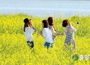 <여주 포토>여주로 오세요 유채꽃 보러 멀리 가기 없지 말입니다