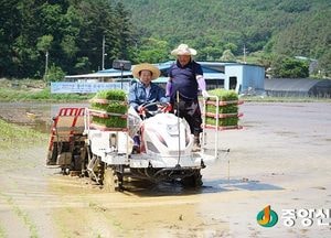 <포토> 친환경 쌀 모내기하는 조억동 광주시장