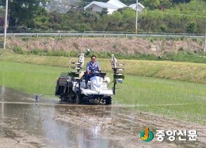 양평, 못자리 없는 벼 직파재배로 생산비 30% 절감