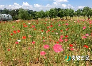 <포토>5월의 정원 ‘금은모래강변공원으로 꽃구경 오세요’