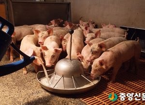 돈사 분뇨장 근로자 2명 숨져, 암모니아 가스 중독된 듯