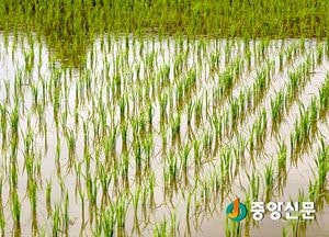 올해 경기도 벼 재배의향 면적 5.6% 감소, 콩은 2.2% 증가