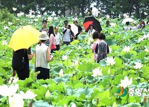 <포토>밤에 보는 연꽃, 세미원 연꽃문화제