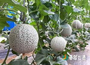 광주시, 무농약 친환경 멜론 첫 수확