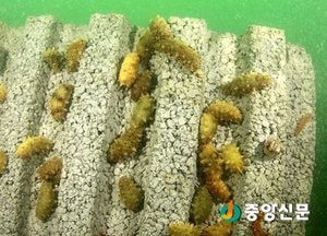 새꼬막 이어 해삼도…내년부터 경기도 서해안서 양식