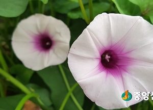 <여주포토>행운의 꽃! 고구마 꽃이 피었습니다
