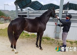 이천시 경주마 ‘이천쌀’첫출전 우승, 기분 좋은 출발