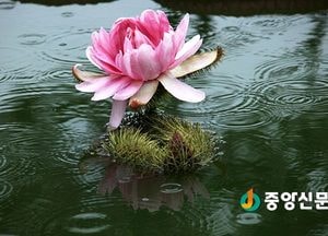 <포토>세미원, 꽃의 여왕 빅토리아 수련 ‘활짝’