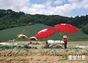 <포토>빨강 파랑 노랑 강원도 파 밭
