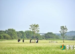 추석연휴 남한강 당남리섬 메밀꽃 보러오세요