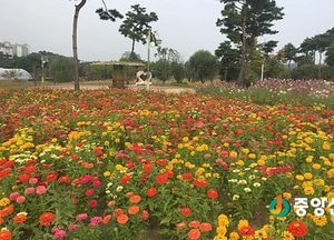<여주>금은모래강변공원, ‘야생초화원 가을들꽃 활짝’