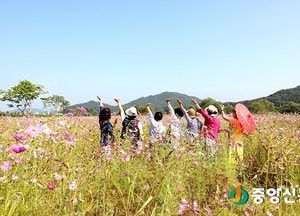 <포토>여주 당남리섬 코스모스가 활짝