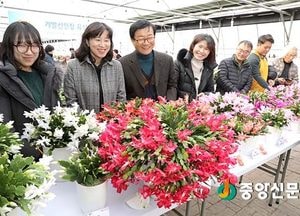 크리스마스 선인장을 아시나요?