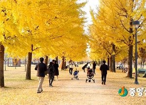 <여주>강천섬, 맘스아일랜드 조성