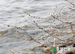 남한강에서 들려오는 봄소식···버들강아지