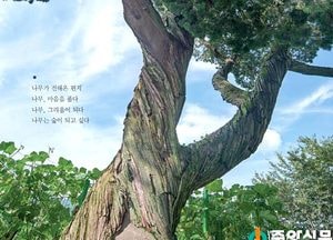 살아있는 마을의 역사, ‘노거수’를 조명하다