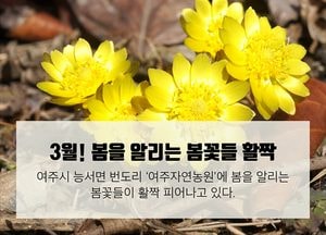 3월! 봄을 알리는 봄꽃들의 향연 펼쳐진다