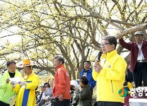 이천 백사산수유꽃축제, 오는 4월 6일부터 8일까지 3일간 열려