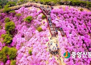 1년을 기다린 그리움, 고려산 진달래 축제가 온다