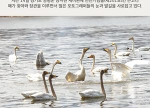 우아한 자태로 양평 세미원 노니는 ‘큰고니’ 떼