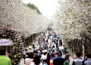 봄 꽃 향연 ‘제2회 여주흥천 남한강 벚꽃축제’