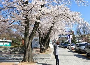 눈호강, 입호강 실패 없는 봄꽃 여행