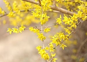 노랑노랑~봄꽃들이 달려온다