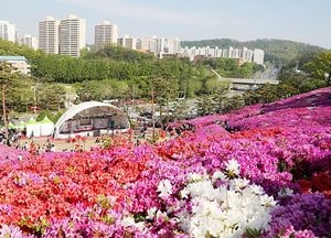 3일간 펼쳐지는 분홍빛 ‘설렘의 향기’
