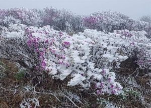 5월 덕유산 정상에서 보는 진달래꽃과 눈꽃