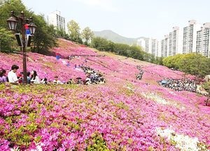 군포 ‘철쭉도시’ 인정…역대 최고 인파