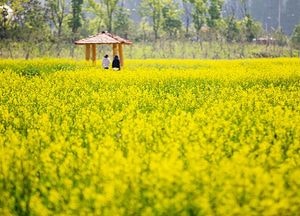 계양구, 도심권 대단위 유채꽃단지 개장