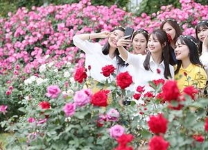 ‘스마일~ ’ 에버랜드 장미 축제 개최