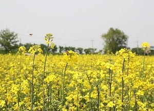 평택시 ‘어울림 오성강변 유채꽃 축제’개최