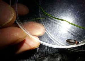 성남시,  ‘파파리반딧불이’ 탐사 참여 가족 오는 21일부터 모집