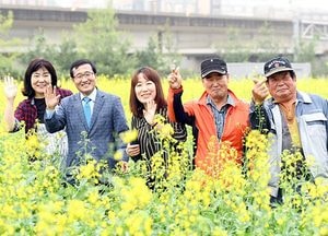 오산시, 국도변 꽃단지에 유채꽃이 ‘활짝’
