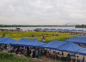 평택시, 어울림 오성강변 유채꽃 축제‘인기’