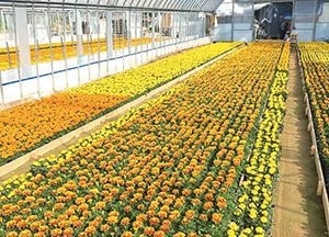 인천 남동구에 퍼지는 ‘향기로운 꽃내음’