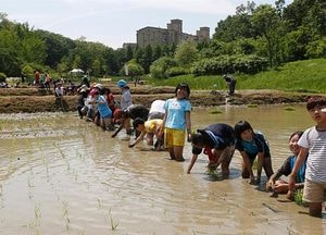 “인천수목원 반디논에서 모내기 체험해요”