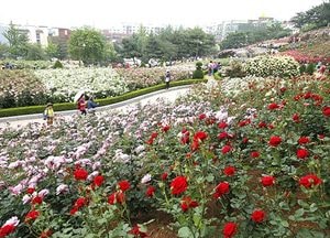장미의 바다 속으로… ‘부천백만송이장미원’
