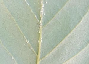 이천시, ‘돌발해충 공동방제’ 시행