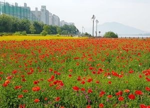 삼패한강시민공원, 꽃길로 물들이네~