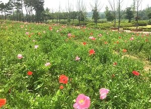 여주 금은모래강변공원에 만개한 ‘꽃양귀비’
