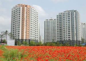 아름답게 만개한 붉은 ‘양귀비꽃’