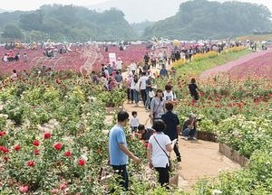 아름다운 꽃 축제 함께 할 참가자 모집