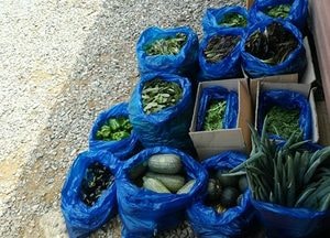 시흥시, 시민과 키운 도시농업공원 농작물로 이웃 도와
