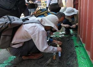 인천항서 첫 여왕개미 발견에 붉은불개미 국내 번식 우려