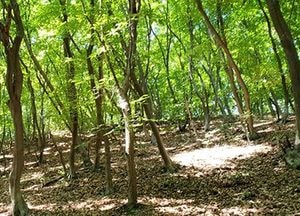 DMZ 자연이 살아있다…곳곳에서 발견된 보물 ‘우수수’