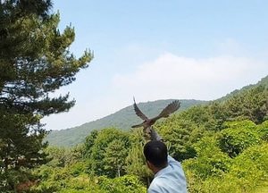 [이슈&이슈]야생동물·천연기념물 ‘자연의 품으로’