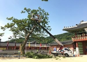수원시, 자연재해로부터 보호수 지킨다