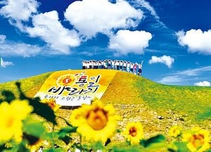 평화통일 염원 담은 해바라기 피어나다